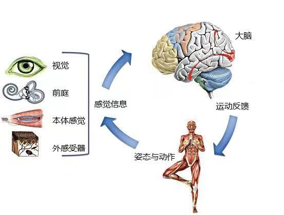 平衡功能的評定與訓(xùn)練